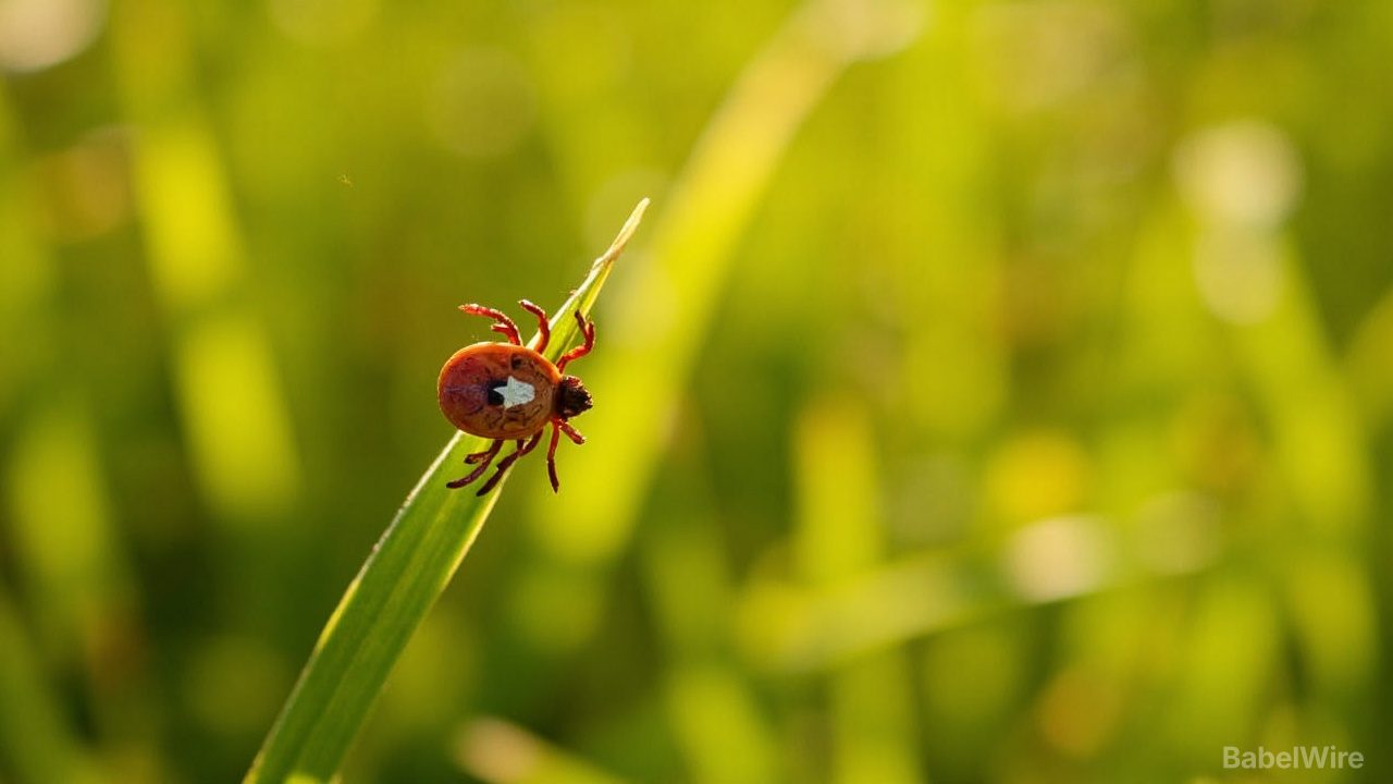 First Case of Rare and Potentially Fatal Bourbon Virus Confirmed in New York State